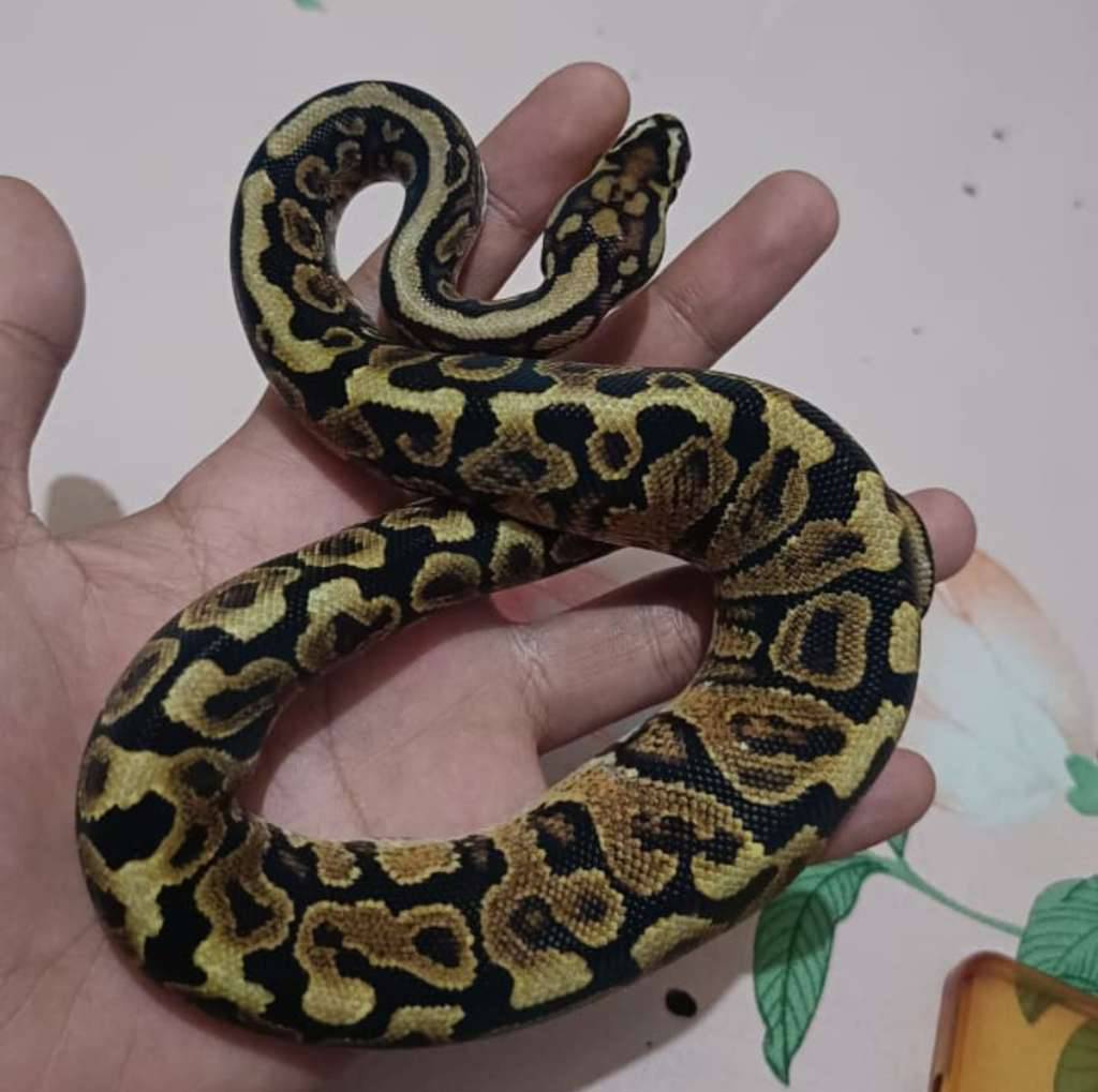 ball-phyton-C6ATOQ6ETC