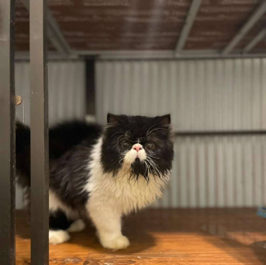 kucing-persia-peaknose-1HWVWS5P60