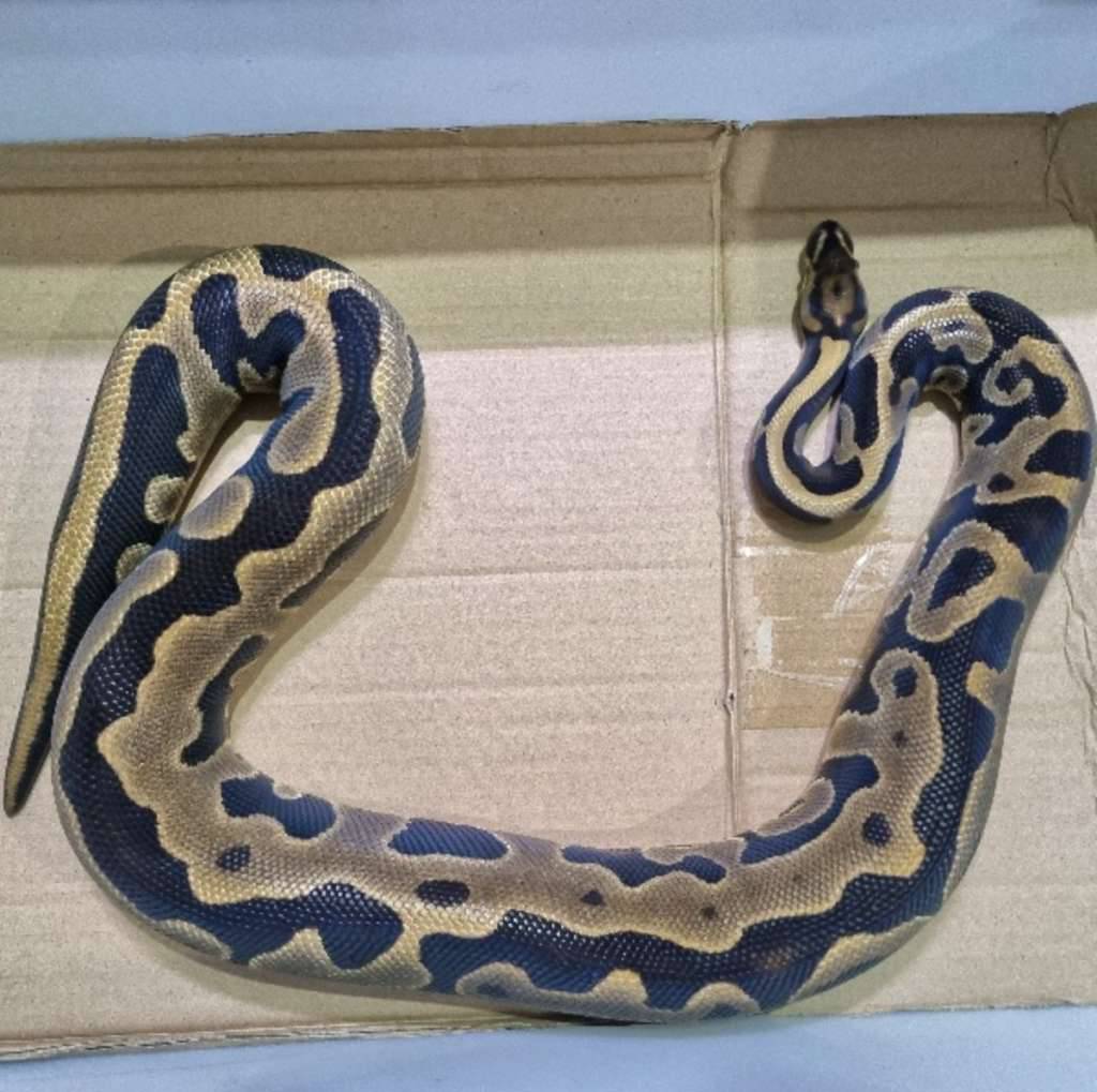 bp-leopard-66het-clown-hp-phantom-U32KV5NESK