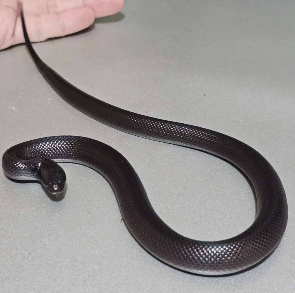 mexican-black-kingsnake-GBBBBF310I