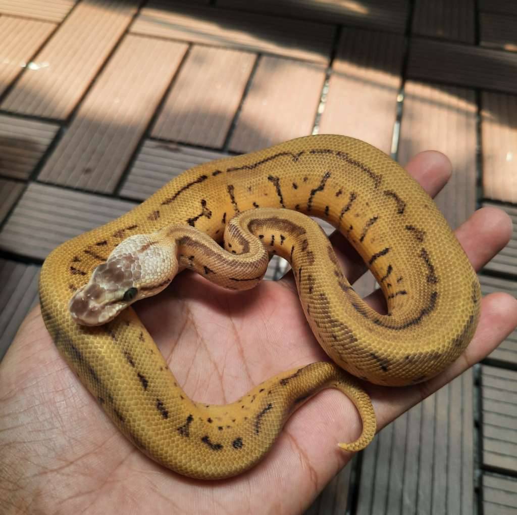 m--pastel-leopard-pinstripe-het-clown-1LC3FEQYF9