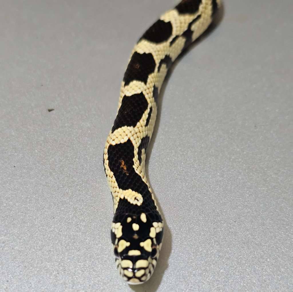 f1-junglecorn-50het-albino-DCGTXJN9K5