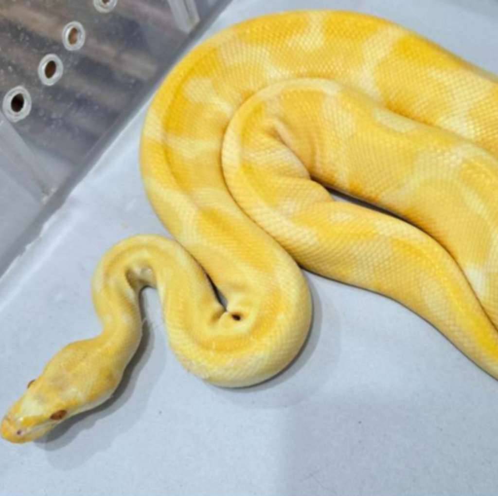 m-albino-enchi-het-pied-XUXPIOBZST