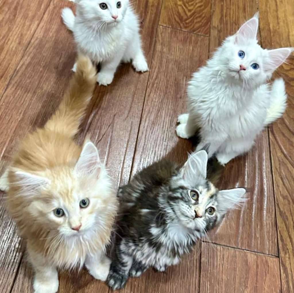 mainecoon-kualitas-show--bicolor-red-PPE1BGGAUL