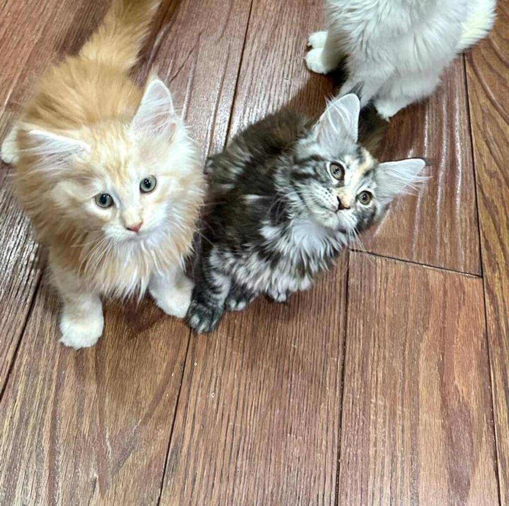 mainecoon-kualitas-show--bicolor-black-USA8BDA5FI