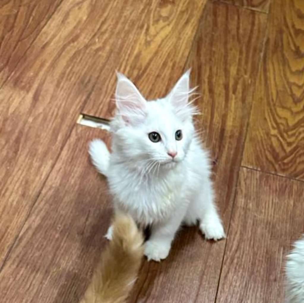 mainecoon-kualitas-show--white-solid-5YYMZLU840