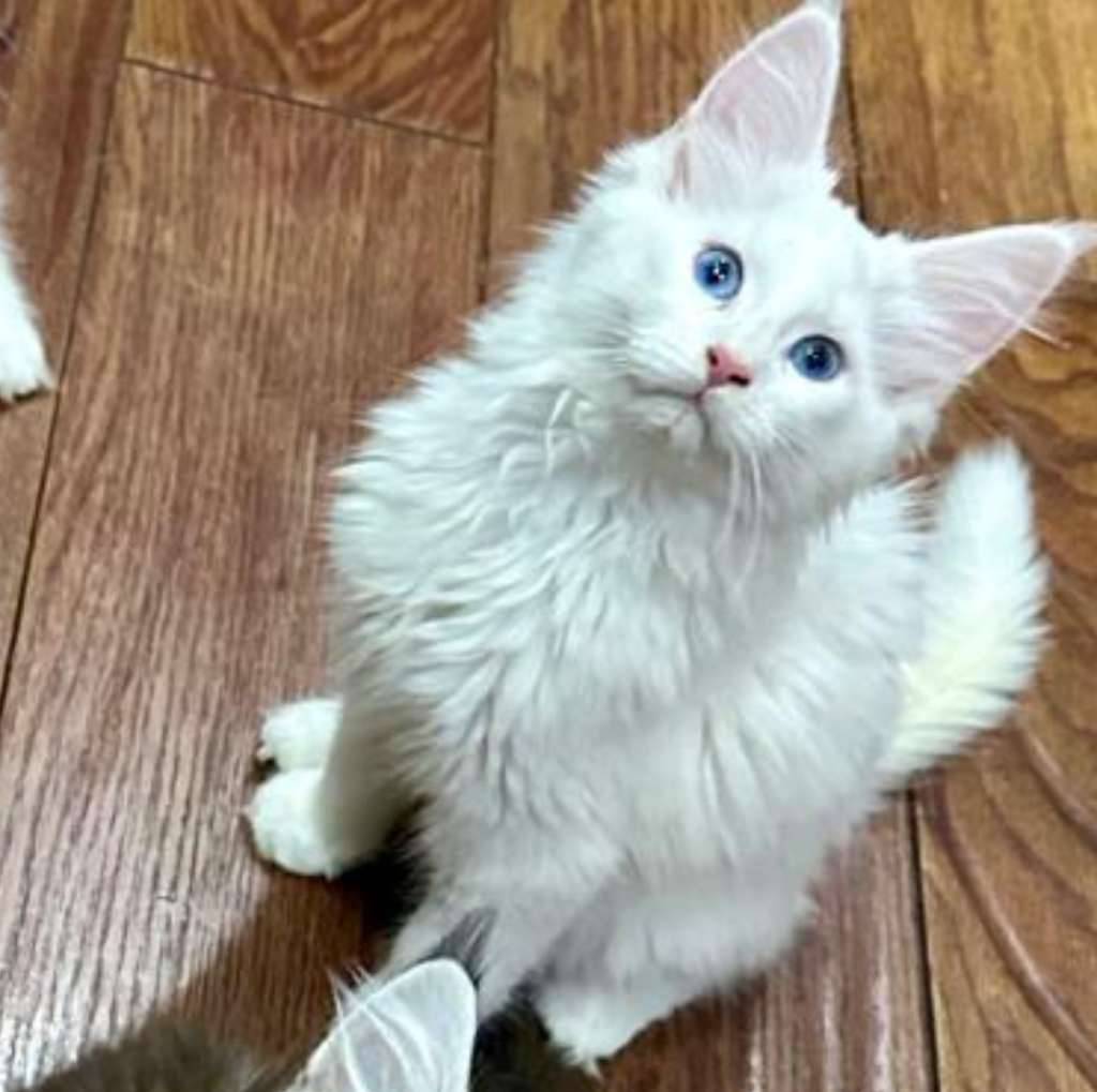 mainecoon-kualitas-show--white-solid-blue-eyes-6S28DWMQCN