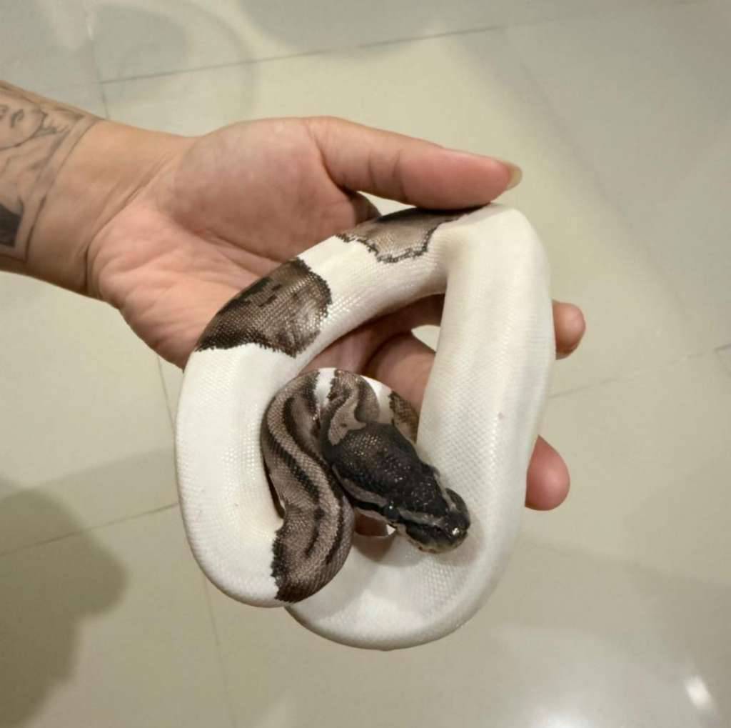axanthic-pied-ballpython-EBNK5C6R22