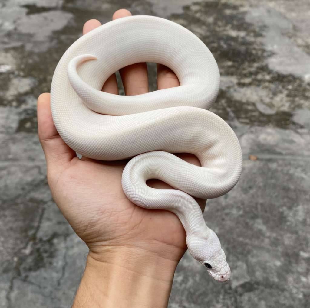blue-eyed-leucistic--butbut--M4MST5QPJB
