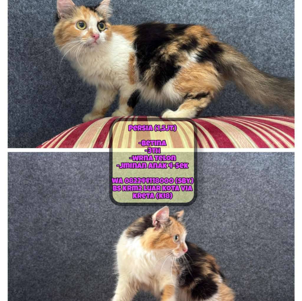 kucing-persia-telon-PYL74F480Q