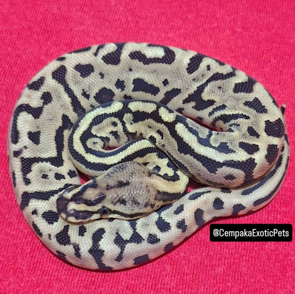 leopard-spotnose-E844TSPKWF