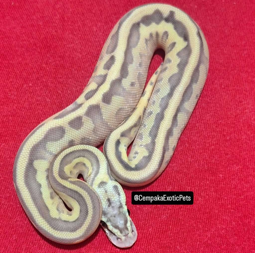 leopard-lesser-pastel-Z2GT0WS120