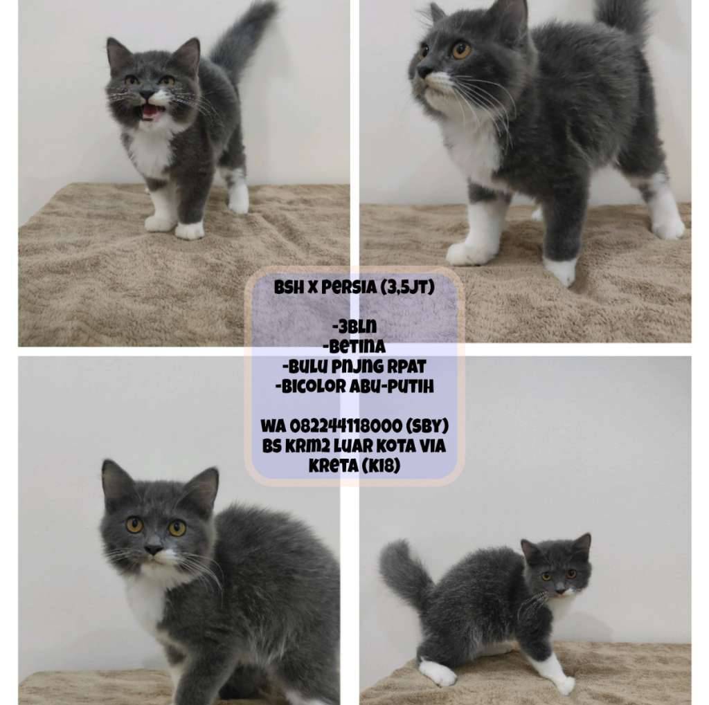 kucing-persia-x-bsh-bicolor-CS7ET1T7WZ