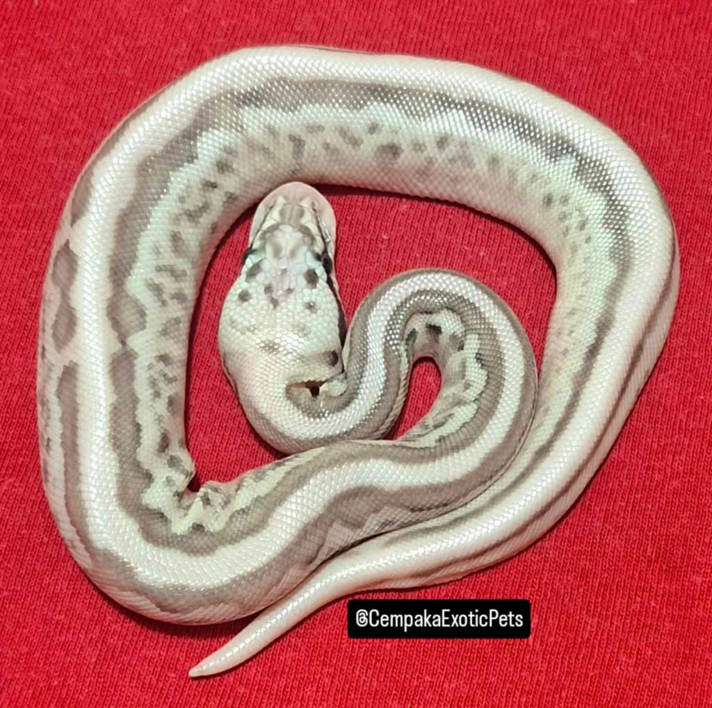 leopard-lesser-pastel-spotnose-S5Q0BRFZHN