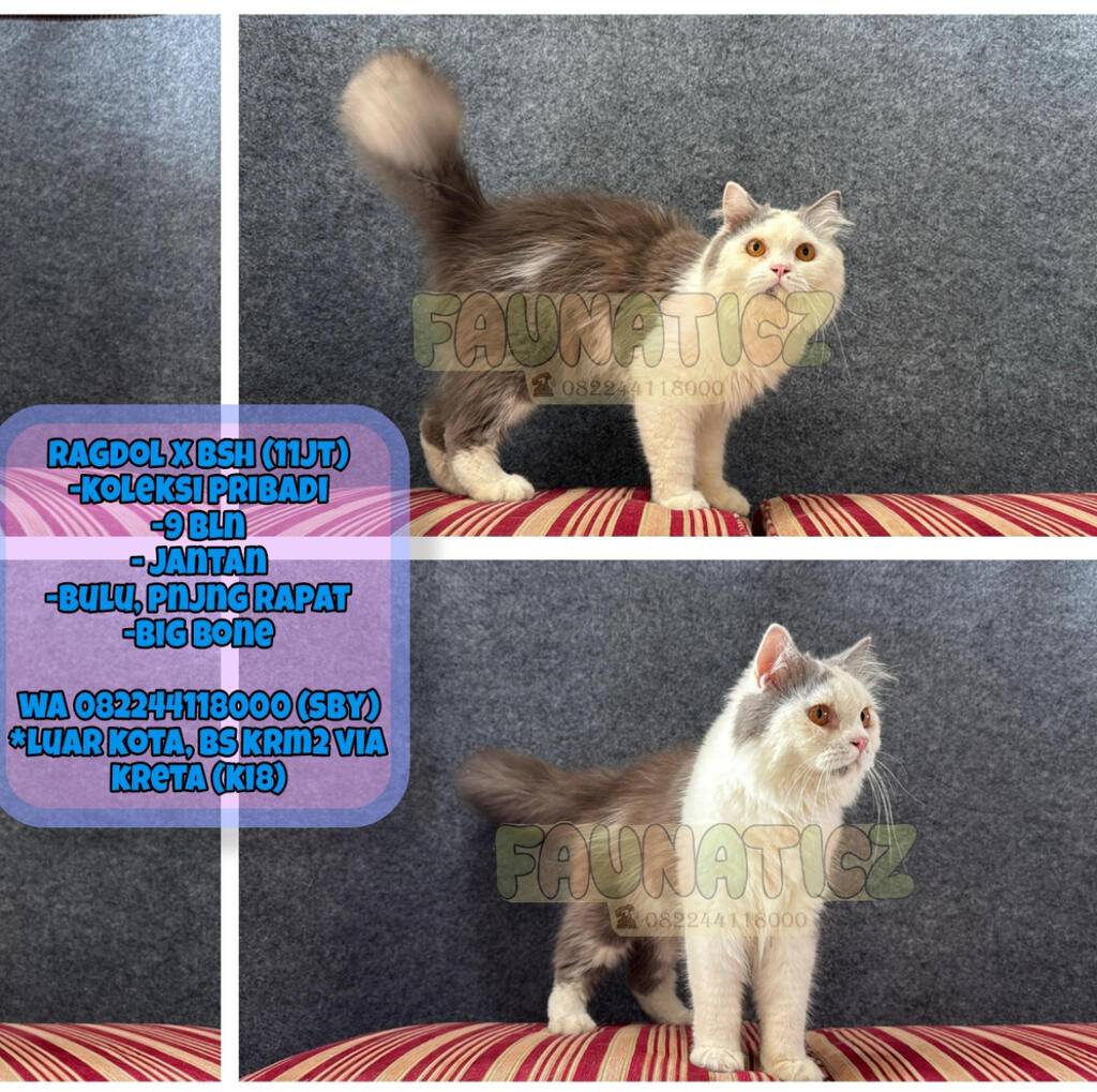 kucing-bsh-x-ragdoll-koleksi-pribadi-ZS1ZVL8DN2