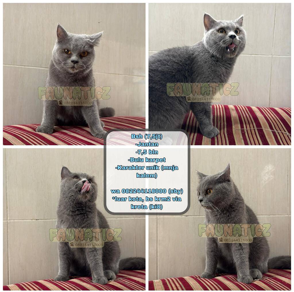 kucing-bsh-abuabu-wrna-favorit-BY1I37YLH2