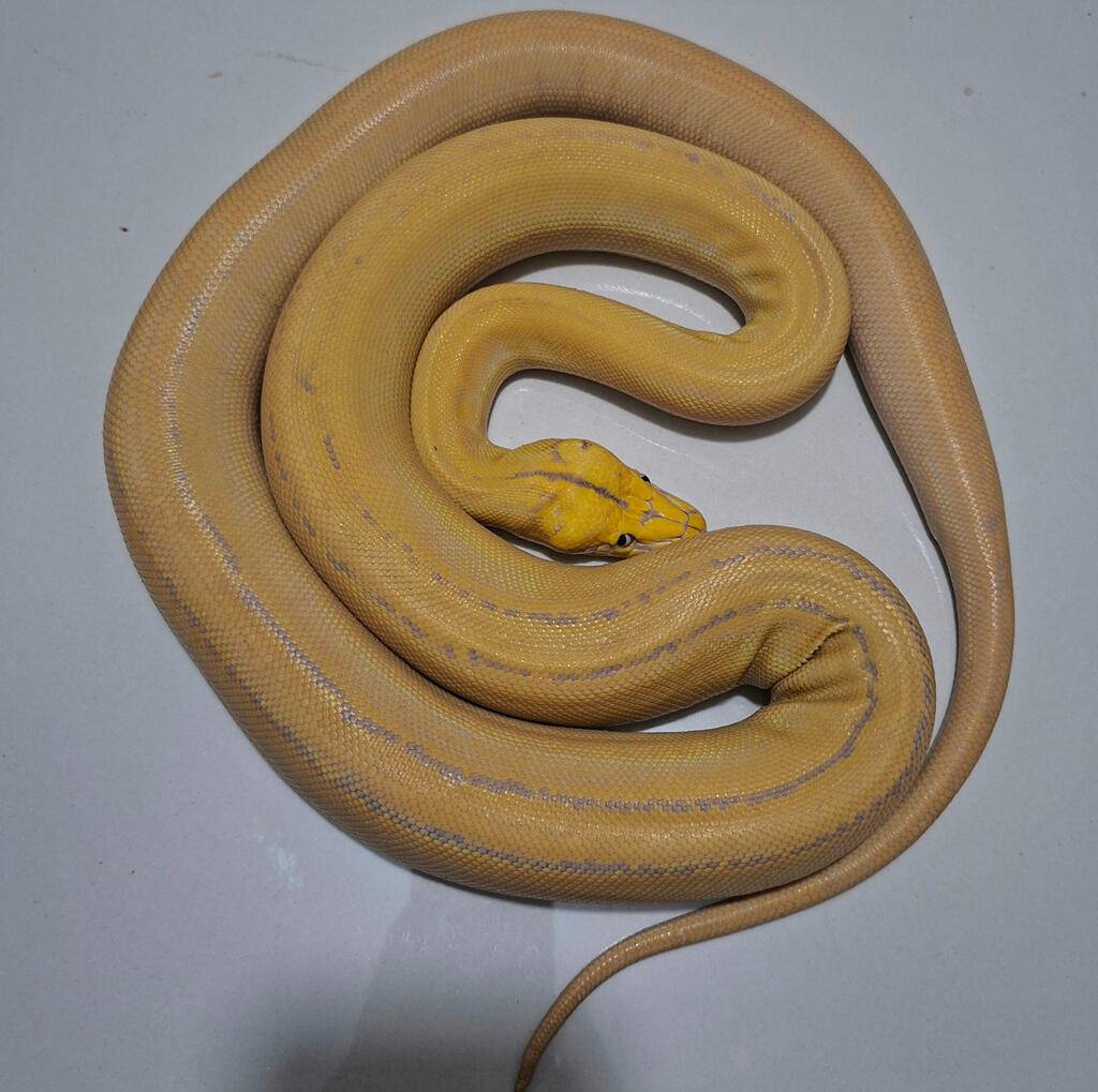 golden-child-tiger-purple-FWB3BNZ1SN