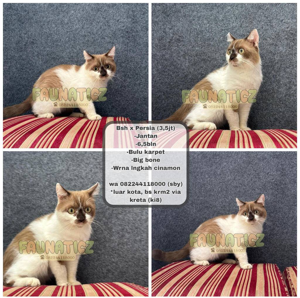 kucing-bsh-mix-cinnamon-N1VO49FSCE