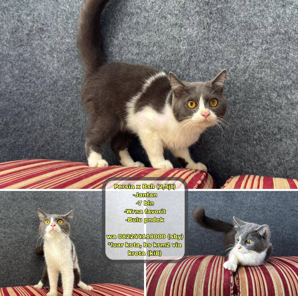 kucing-persia-x-bsh-abu-putih-BVBDO7TJTG