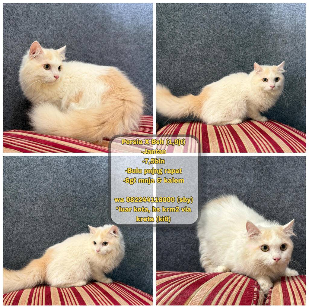 kucing-persia-x-bsh-cream-1S8RW91CTQ