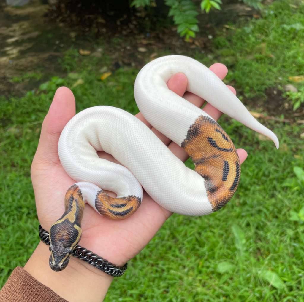 pied-hi-white-Z70AQ4SPZ2