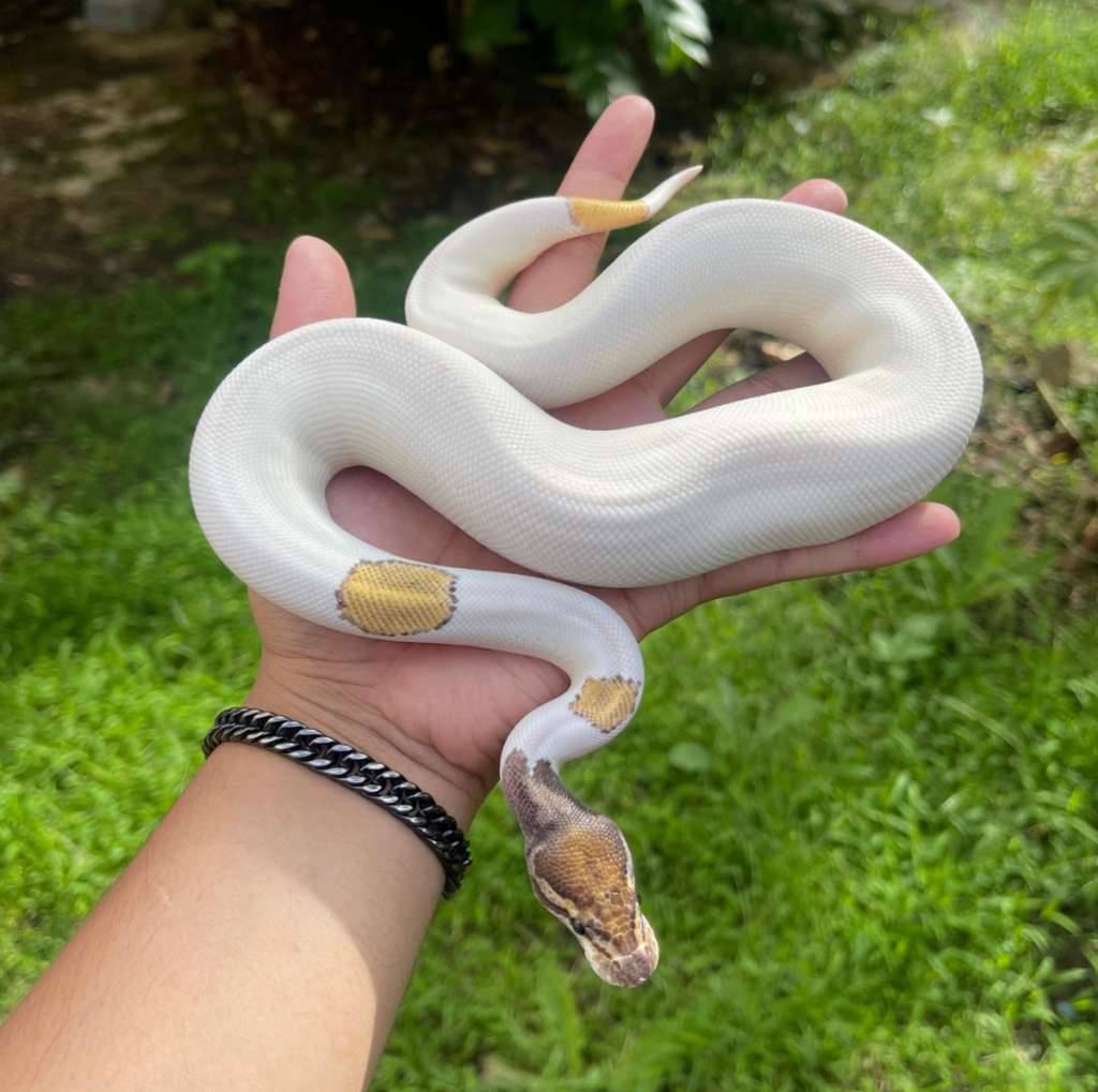 f-orange-dream-mojave-pied-Q4MM5KZMT0