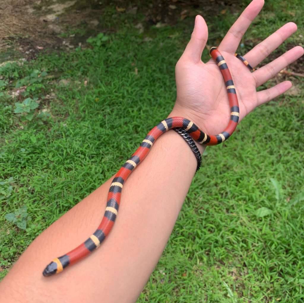 milksnake-sinaloan-R2GCYOKXA7