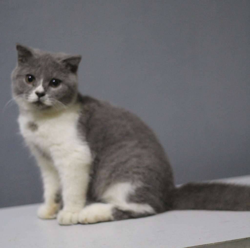 british-short-hair-and-scottish-fold-7XWVVXHU72