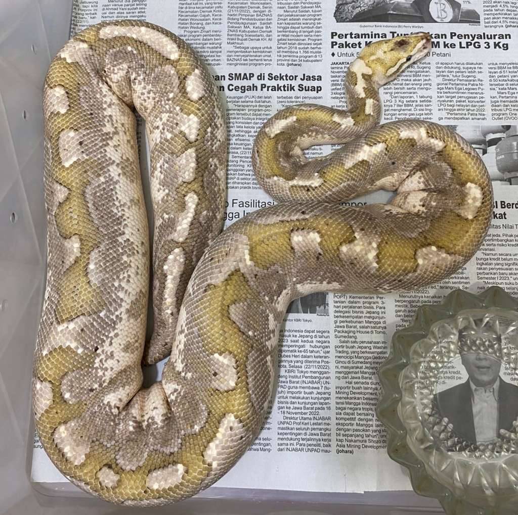 bamboo-fire-orange-dream-PWIUU0D6GQ