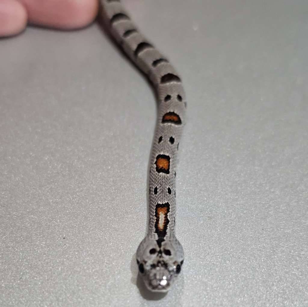 grey-banded-ksla-alterna-PFIFRIK585