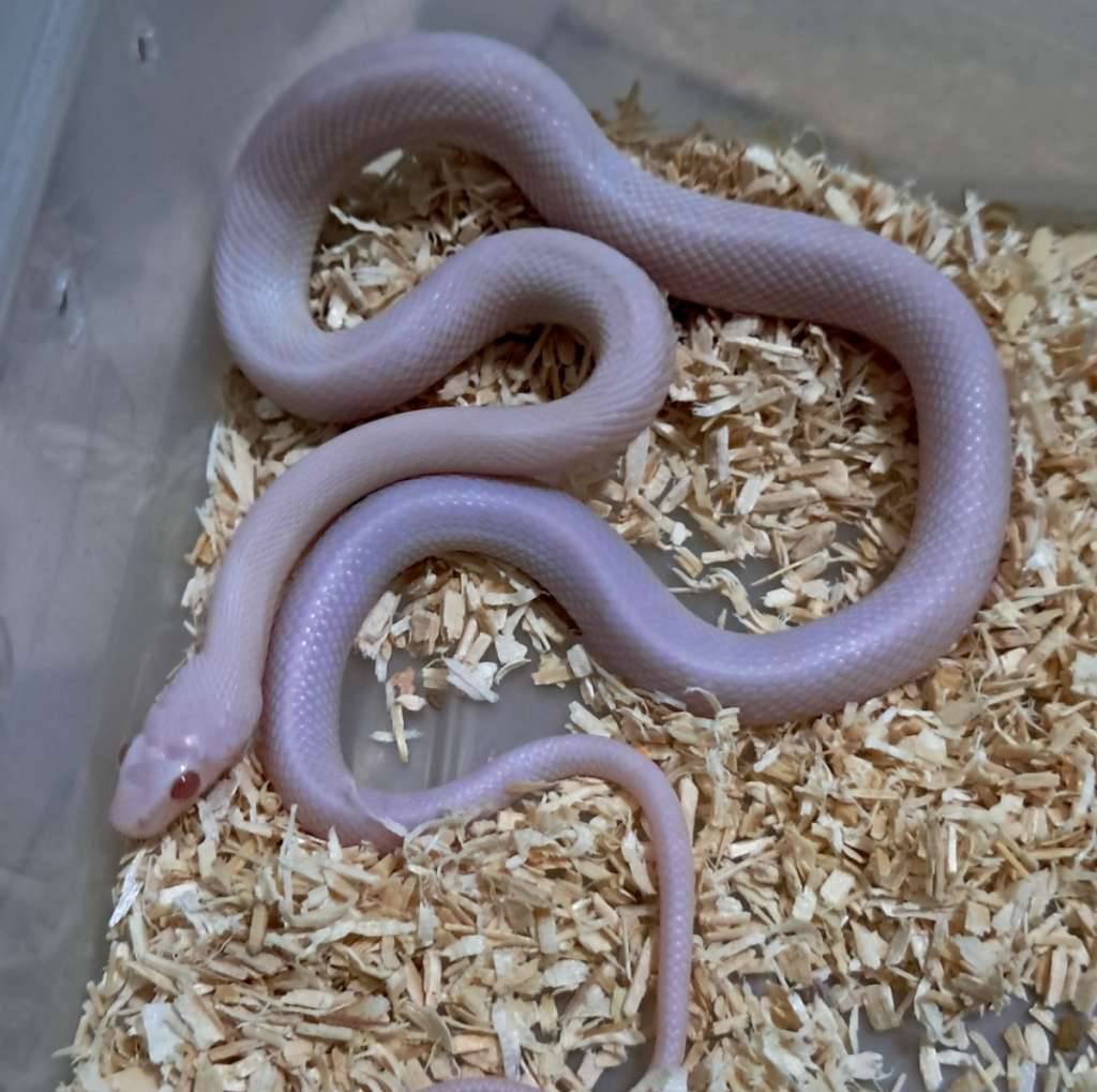 blizard-cornanake-R5QKYIJSQ6