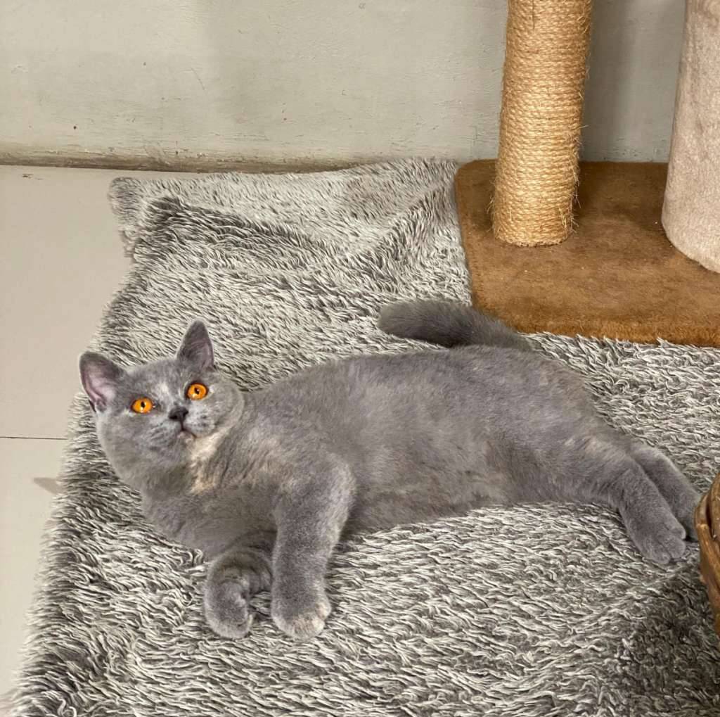 bsh-rusia-SQNIPQUG6M