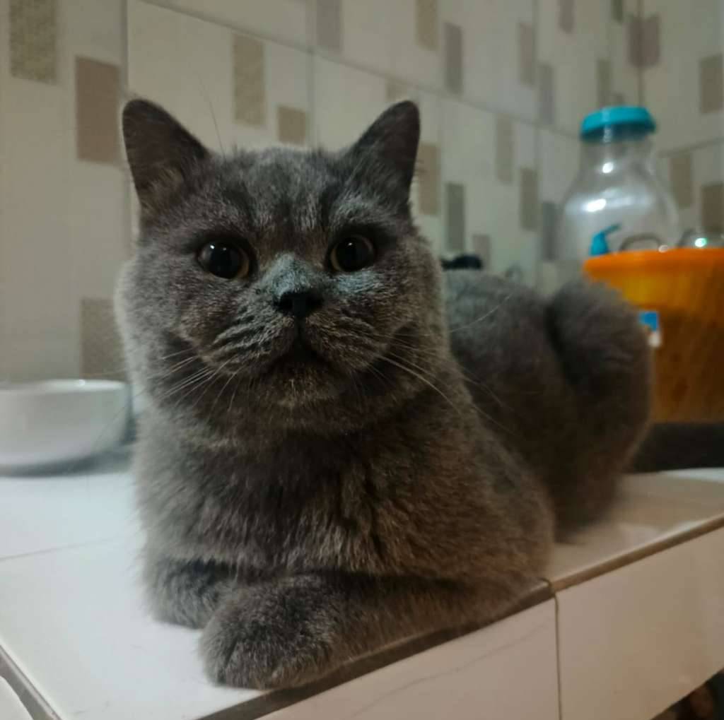 open-adop-bsh-blue-4V506EDYAK