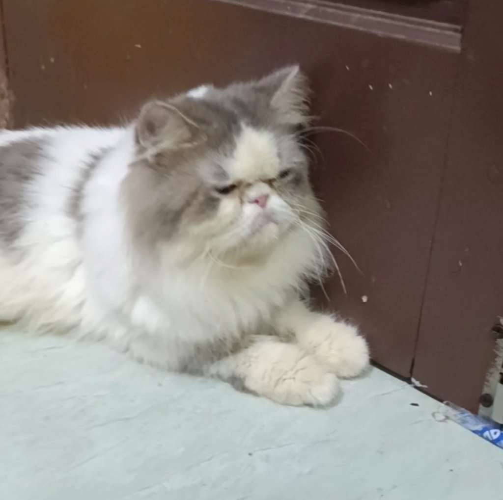 peaknose-jantan-GG18EE8AEK