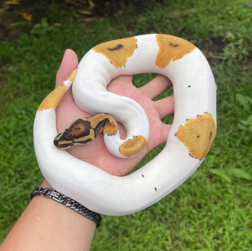 orange-dream-pied-het-lavender-100-ph-clown-M0YGV4KIUE