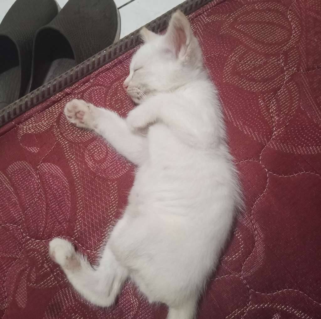 kucing-unik-kaki-3-anakan-himalaya-longhair-sama-short-hair-692025-QFY3MV3XAE