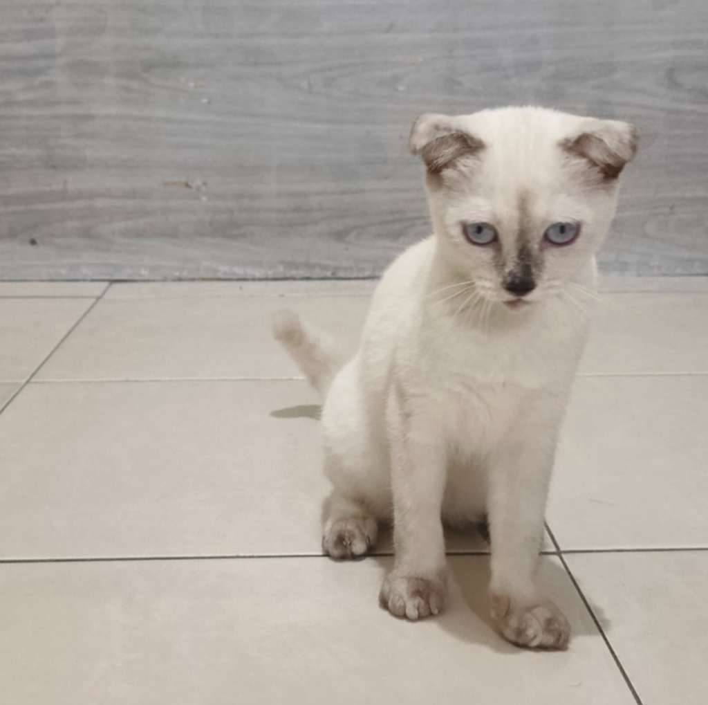 kucing-scotisfold-O8P9JQIIJ1