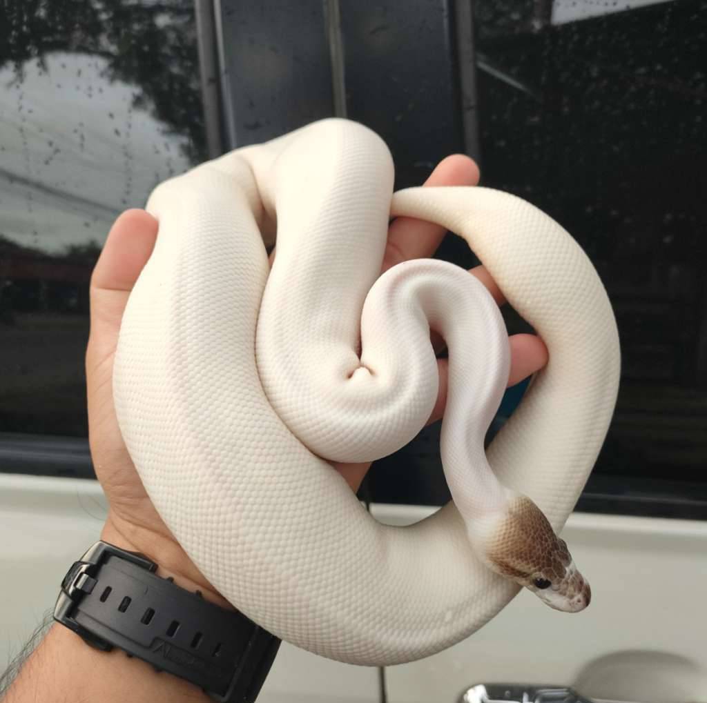 ball-python-U7VZIPXOMW