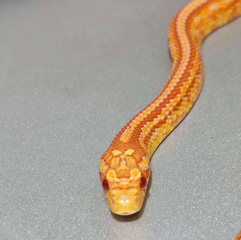 hybrid-supercorn-albino-tessera-MMN8NZ10ZK