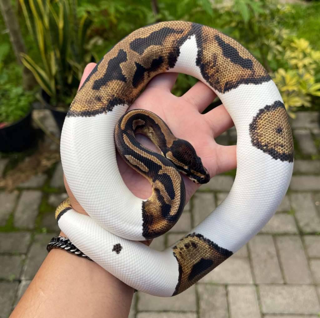 f-pied-het-lavender-RGO3RR3IRJ