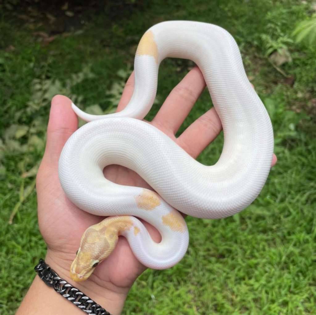 banana-pastel-pied-RH85NG28V0