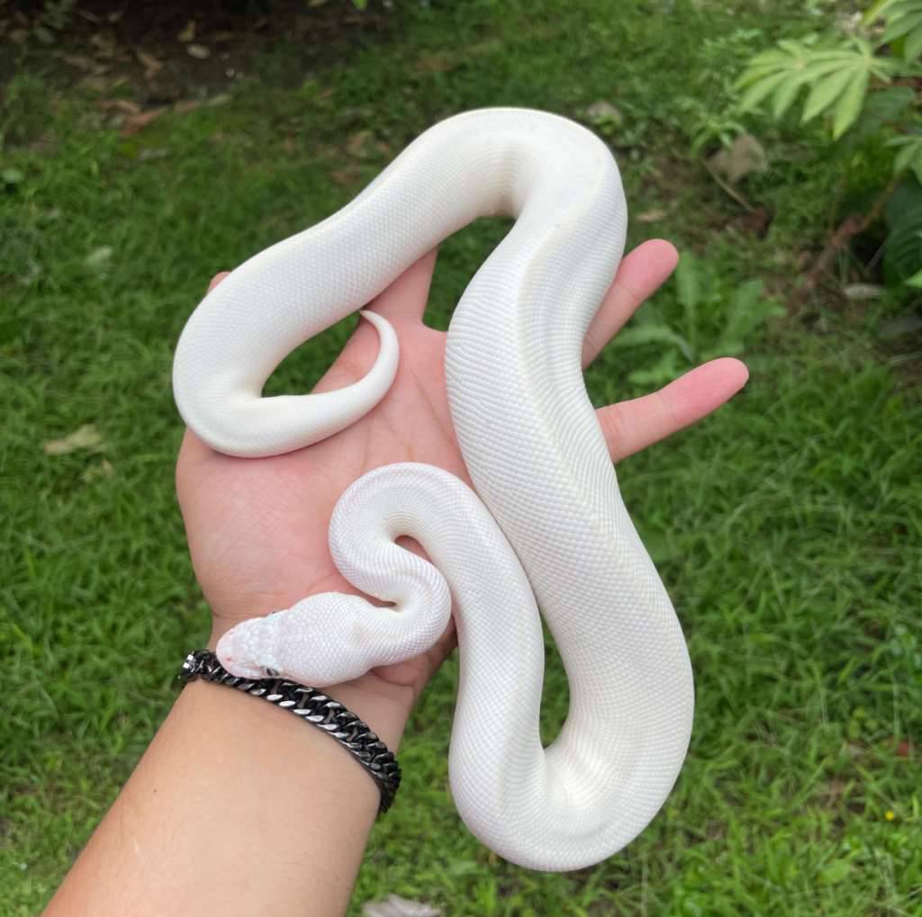 f-lucy-blue-eyed-JWUJDRKE38