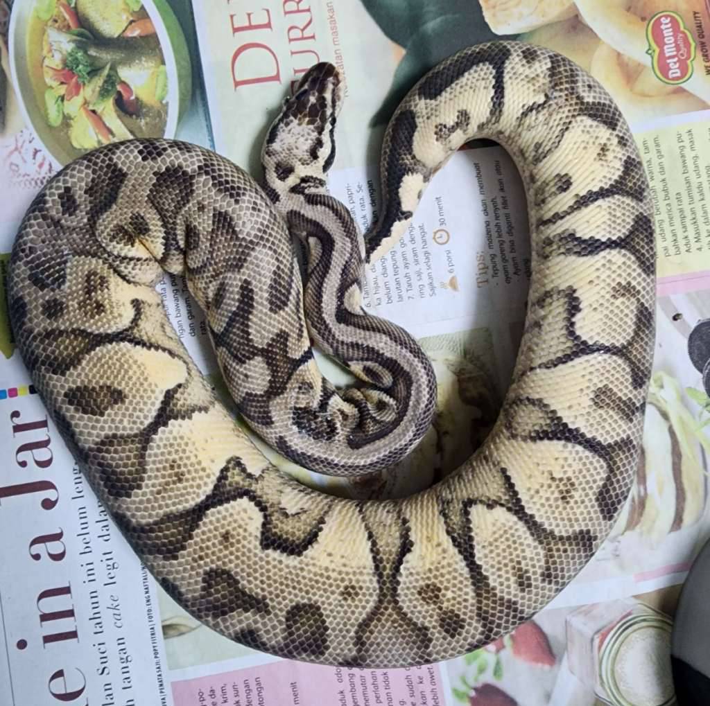 f-super-pastel-yb-desert-ghost-IUWQA6XIXW