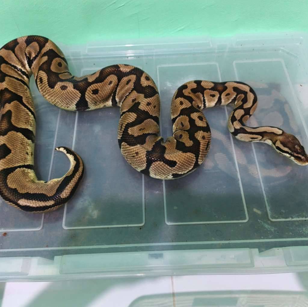 ball-python--firefly-proven-NPMP3UJRIH