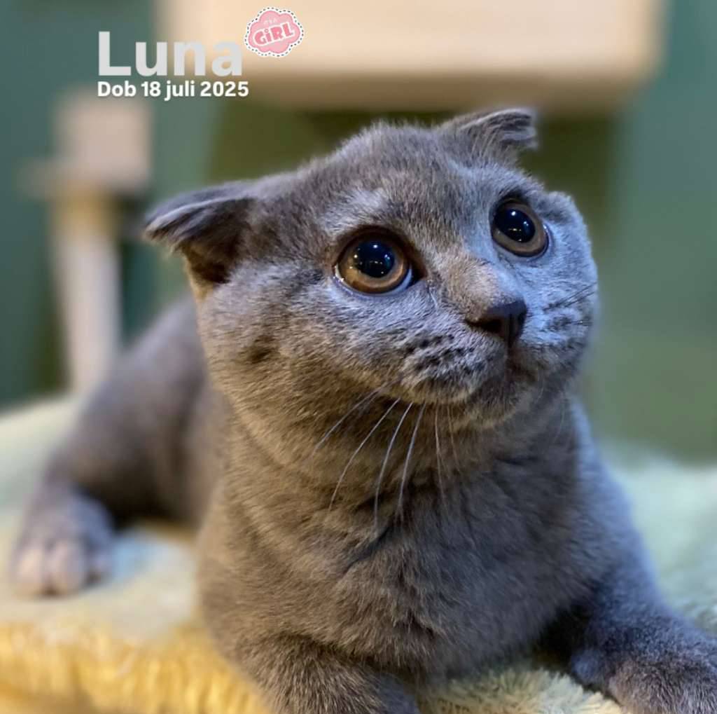 scottish-bsh-HOHDVI9DNX