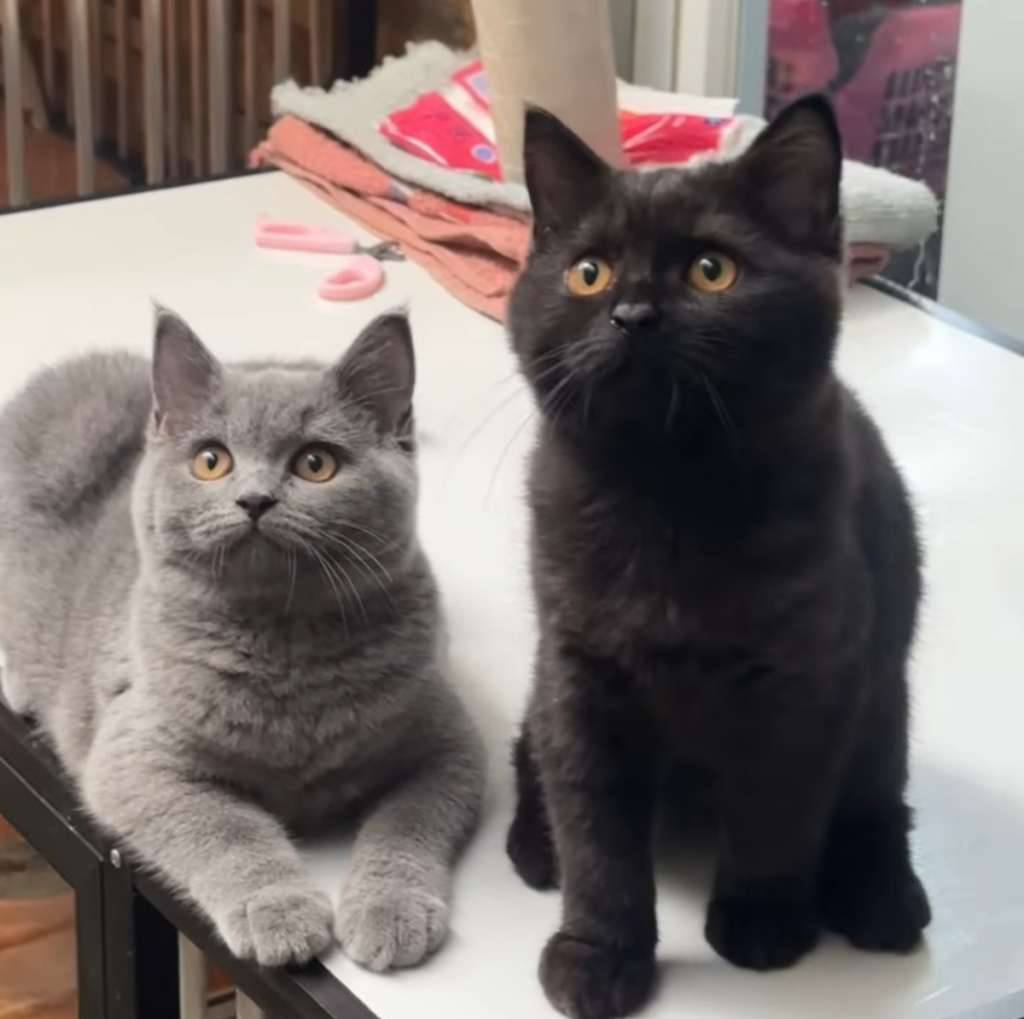 british-shorthair-00721CVTDT