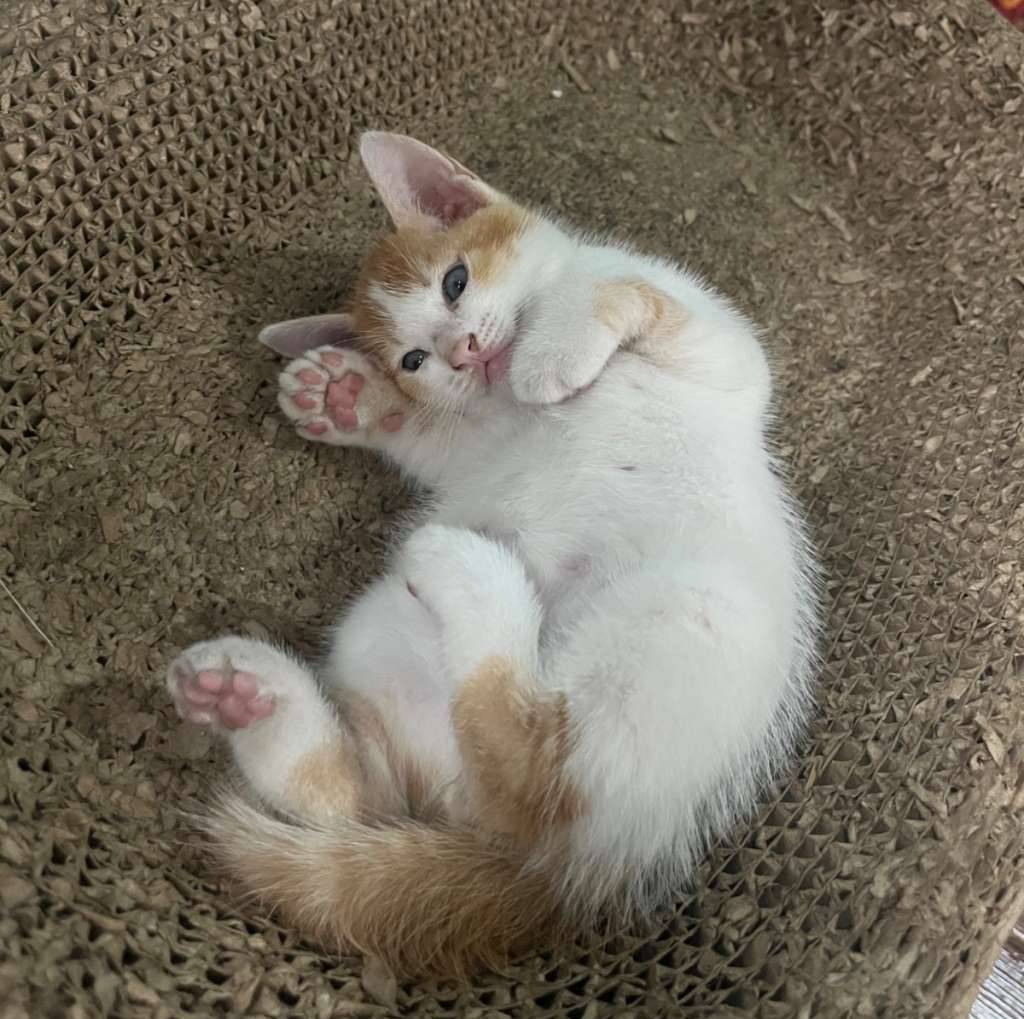 camet-domestik-YNM41ECT1Y