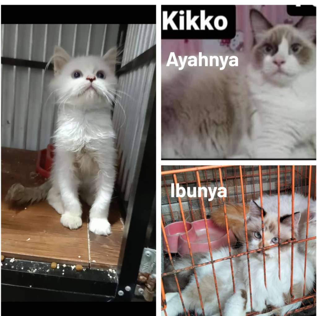 kitten-ragdoll-QDOP8DBMMS