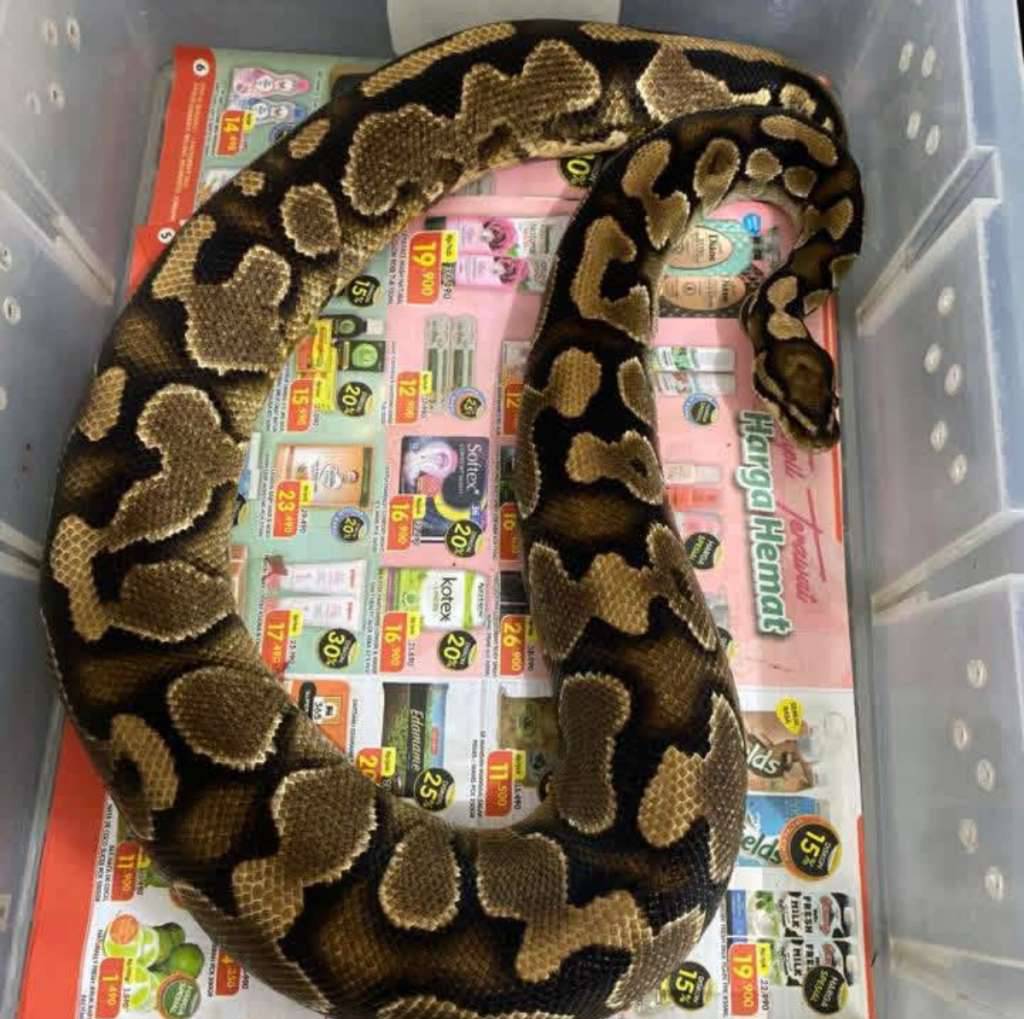 yb-het-hypo-proven-36SX55K467