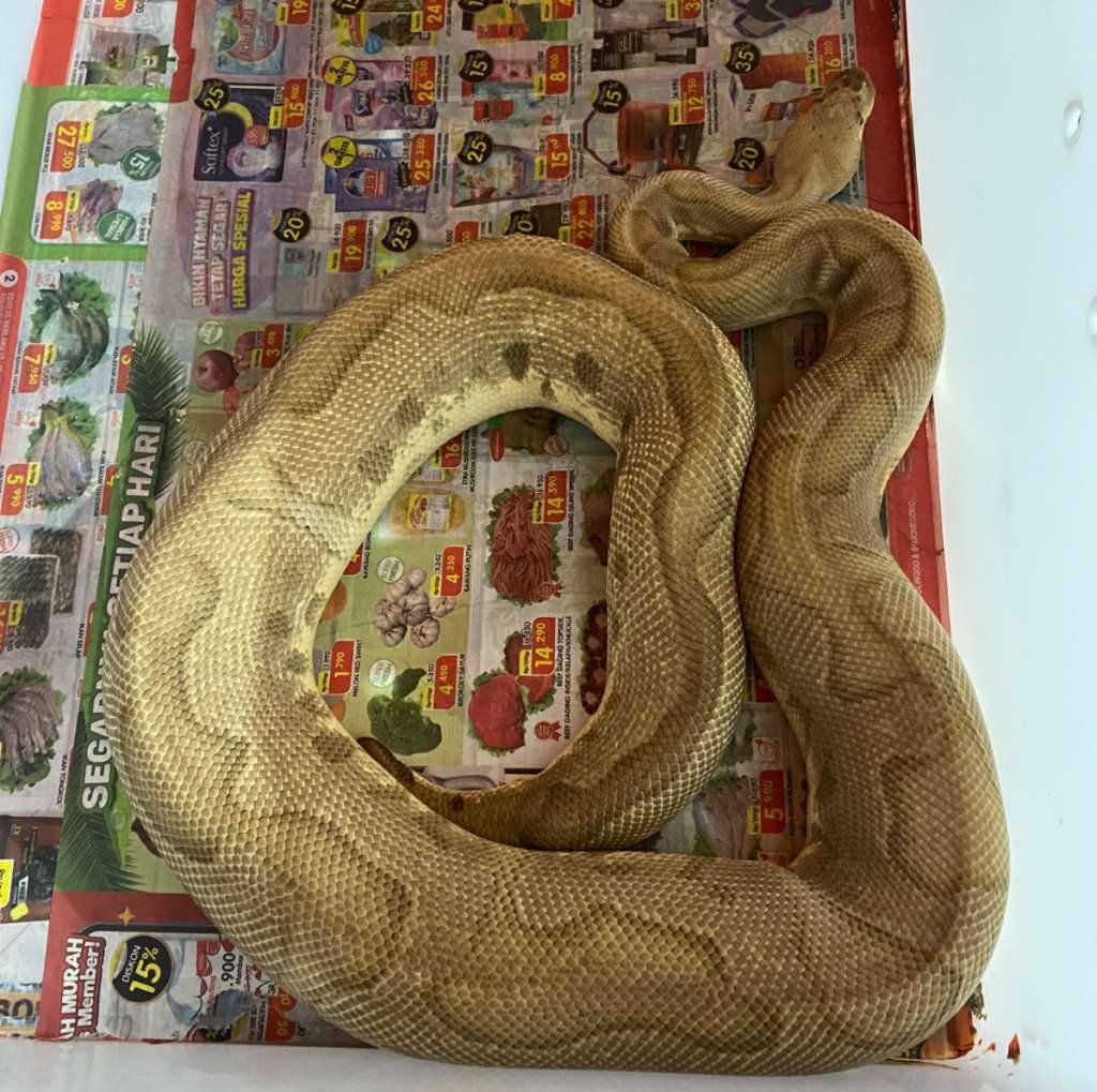 pastel-clown-66-het-lavender-IM8NF0D1UI